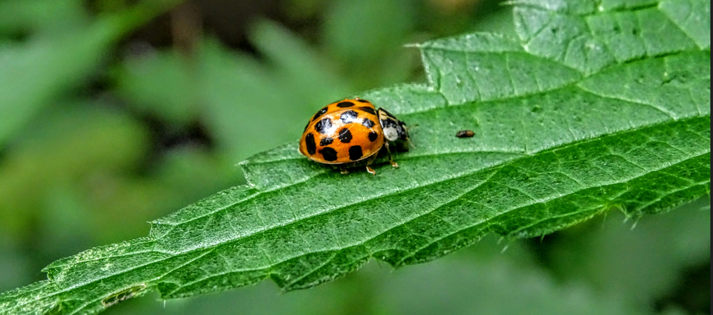 Stroller Walk Adventures: Conquering Bug Fears and Exploring Nature with Eco-Friendly Bug Collector Guns